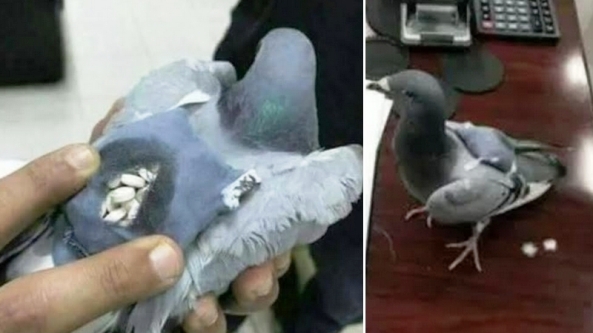 Algerie Insolite Ils Utilisent Des Pigeons Voyageurs Pour Le Trafic De Stupefiants Tunisie