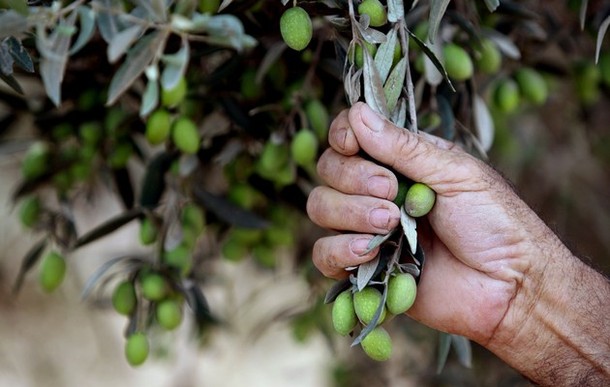 Beja: Hausse de 66% de la récolte des olives