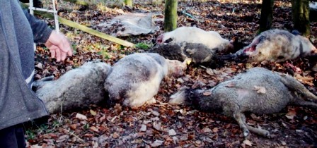 Tunisie – Tajerouine : Interception d’une vingtaine de moutons morts qui devaient être certifiés à l’abattoir pour être revendus aux consommateurs