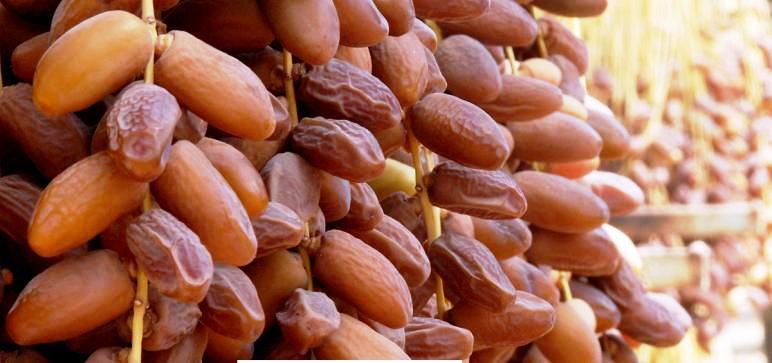 Tunisie – Kebili : Augmentation de la récolte des dattes de 20% par rapport à l’année écoulée