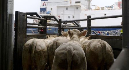 Un bateau chargé de bœufs malades interdit d’accoster en Tunisie