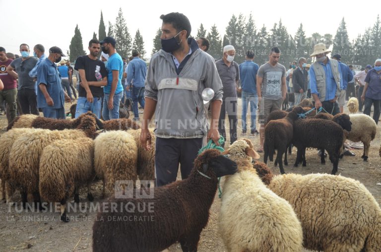 Retour à la normale des prix des fourrages: Midani Dhaoui prévoit la stabilisation des prix des moutons de sacrifice [Audio]