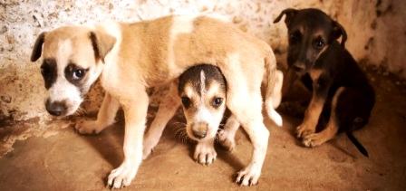 Tunisie – Abattage des chiens errants : L’institut Pasteur justifie l’injustifiable