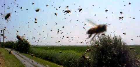 Les abeilles de G-a-z-a s’inscrivent dans la résistance et mettent à mal les soldats de Tsahal !