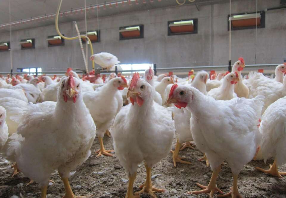 Le secteur du poulet de chair en Tunisie : état des lieux et stratégies d’amélioration