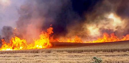 Tunisie – Les incendies ont dévasté 288 hectares de champs depuis début mai